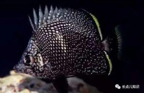 十大观赏鱼价格排行榜(世界十大最贵的鱼排名)插图8 十大观赏鱼价格排行榜(世界十大最贵的鱼排名)插图8