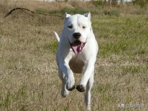 世界十大禁犬排行榜(中国十大禁养犬分别是)插图5 世界十大禁犬排行榜(中国十大禁养犬分别是)插图5