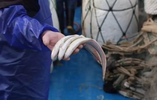 中国最好吃的鱼排行榜(十大营养价值最高的鱼)