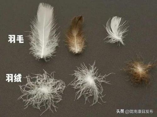 羽绒服奢侈品牌排行榜(世界十大奢侈品羽绒服)插图4 羽绒服奢侈品牌排行榜(世界十大奢侈品羽绒服)插图4