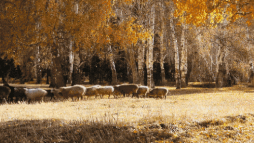 九月国内旅游排行榜(国内必去的景点排行榜)插图13