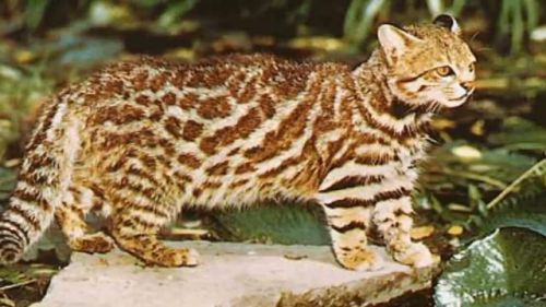 最强的猫科动物排行榜(所有猫科动物实力排名)插图11