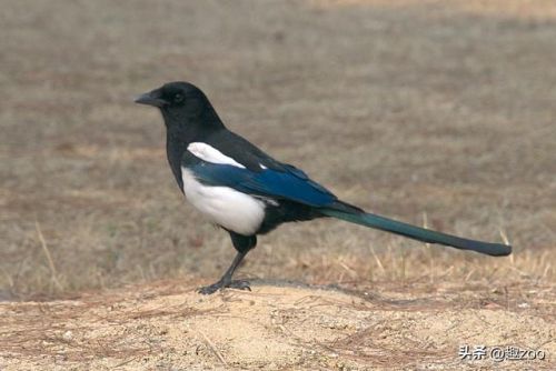 十大粘人鸟排行榜(排名前10最粘人的动物)插图6 十大粘人鸟排行榜(排名前10最粘人的动物)插图6