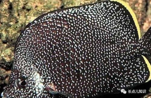 十大观赏鱼价格排行榜(世界十大最贵的鱼排名)