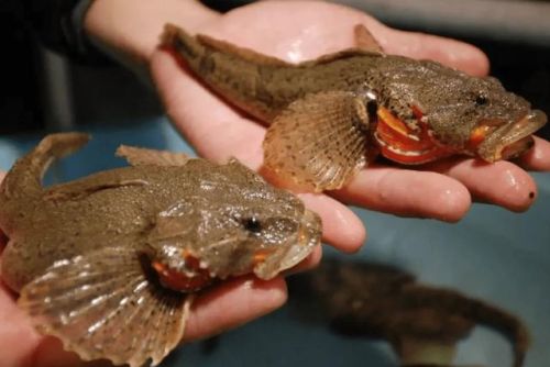 中国最好吃的鱼排行榜(十大营养价值最高的鱼)插图5