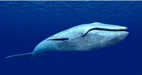 史上最大的动物排行榜(世界上最大的动物 前十名)插图1 史上最大的动物排行榜(世界上最大的动物 前十名)插图1