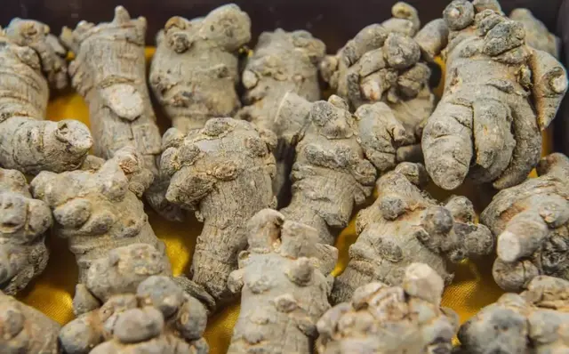 十大补品药材排行榜(中草药保健品第一名)插图6