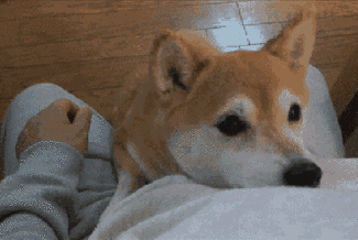 十大忠诚犬排行榜(凶猛又忠诚的大型犬)插图17