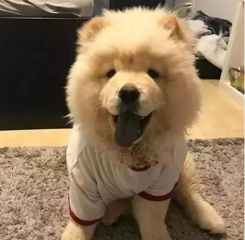 十大忠诚犬排行榜(凶猛又忠诚的大型犬)插图6