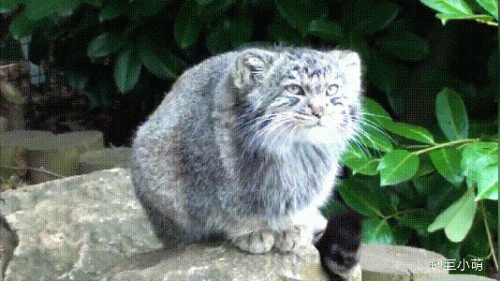 最强的猫科动物排行榜(所有猫科动物实力排名)插图16