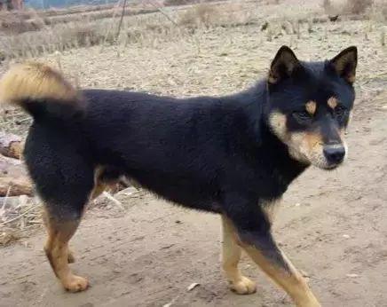 十大忠诚犬排行榜(凶猛又忠诚的大型犬)插图13