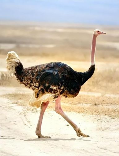 史上最大的动物排行榜(世界上最大的动物 前十名)插图3 史上最大的动物排行榜(世界上最大的动物 前十名)插图3