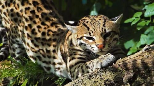 最强的猫科动物排行榜(所有猫科动物实力排名)插图23