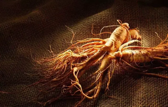 十大补品药材排行榜(中草药保健品第一名)插图