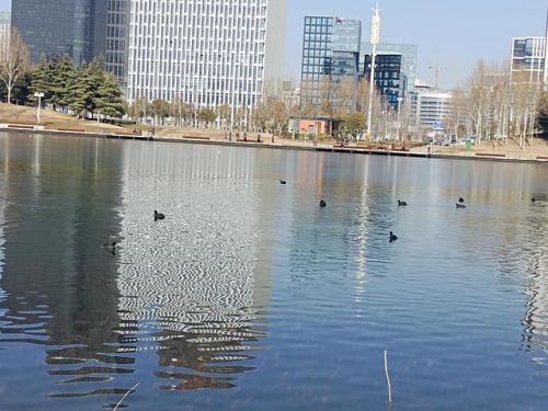 河南快手网红排行榜(2015快手第一批网红)插图 河南快手网红排行榜(2015快手第一批网红)插图