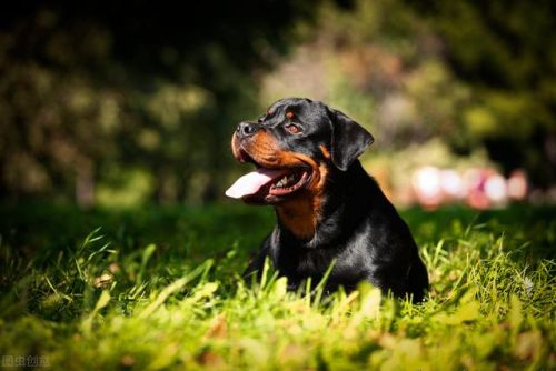 罗威纳幼犬狗粮排行榜(罗威纳犬喂养什么最好)插图