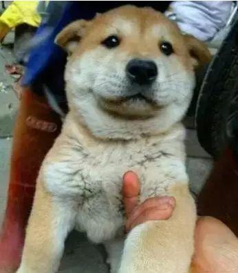 十大忠诚犬排行榜(凶猛又忠诚的大型犬)插图12