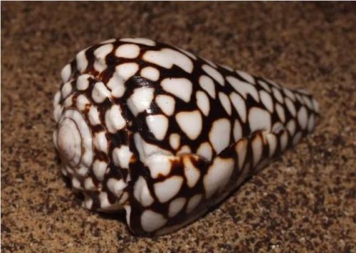 十大最毒动物排行榜(毒性最强的第一名是谁)插图6