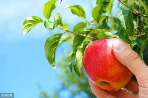 十大补锌食物排行榜(含锌食物排行一览表)插图6