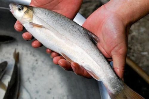 中国最好吃的鱼排行榜(十大营养价值最高的鱼)插图6