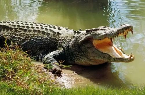 史上最大的动物排行榜(世界上最大的动物 前十名)插图7 史上最大的动物排行榜(世界上最大的动物 前十名)插图7