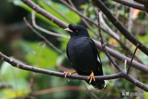 十大粘人鸟排行榜(排名前10最粘人的动物)插图 十大粘人鸟排行榜(排名前10最粘人的动物)插图