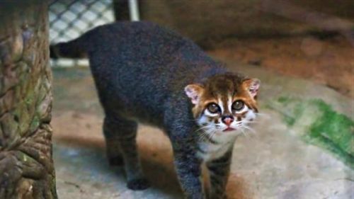 最强的猫科动物排行榜(所有猫科动物实力排名)插图25