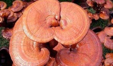 最贵的中药材排行榜(中国十大名贵药材)插图1