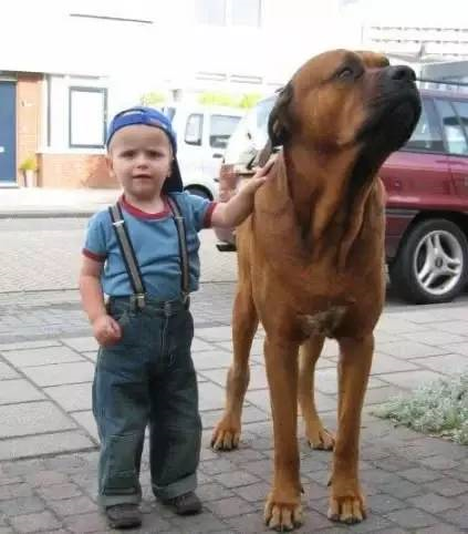 中大型犬排行榜(中型犬品种大全 排名)