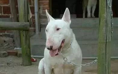 中大型犬排行榜(中型犬品种大全 排名)插图14