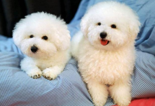 比熊沐浴露排行榜(口碑最好的十大狗沐浴露)插图