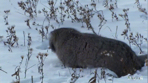 最强的猫科动物排行榜(所有猫科动物实力排名)插图18
