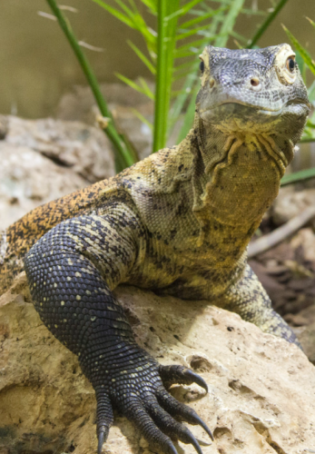 史上最大的动物排行榜(世界上最大的动物 前十名)插图17 史上最大的动物排行榜(世界上最大的动物 前十名)插图17