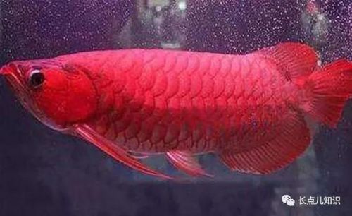 十大观赏鱼价格排行榜(世界十大最贵的鱼排名)插图 十大观赏鱼价格排行榜(世界十大最贵的鱼排名)插图