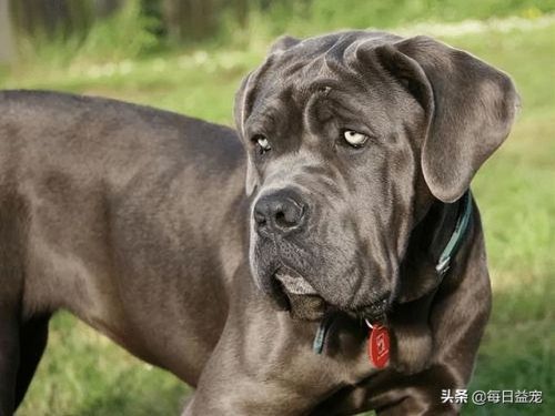 世界十大禁犬排行榜(中国十大禁养犬分别是)插图11 世界十大禁犬排行榜(中国十大禁养犬分别是)插图11