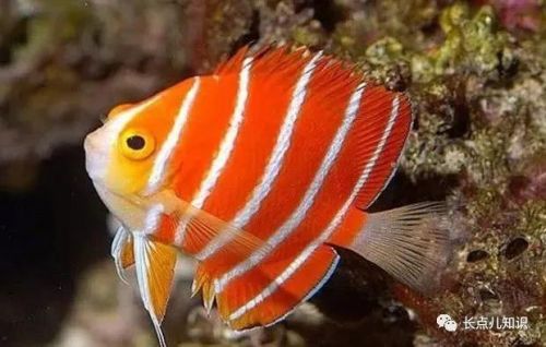 十大观赏鱼价格排行榜(世界十大最贵的鱼排名)插图4 十大观赏鱼价格排行榜(世界十大最贵的鱼排名)插图4