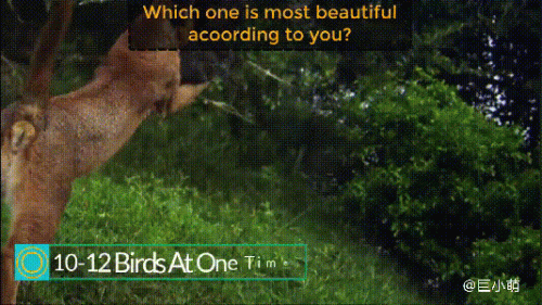 最强的猫科动物排行榜(所有猫科动物实力排名)插图4