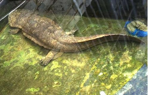 史上最大的动物排行榜(世界上最大的动物 前十名)插图8 史上最大的动物排行榜(世界上最大的动物 前十名)插图8