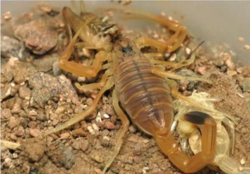 十大最毒动物排行榜(毒性最强的第一名是谁)插图5