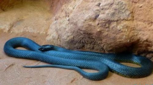 十大最毒动物排行榜(毒性最强的第一名是谁)插图2