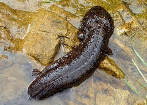 史上最大的动物排行榜(世界上最大的动物 前十名)插图10 史上最大的动物排行榜(世界上最大的动物 前十名)插图10