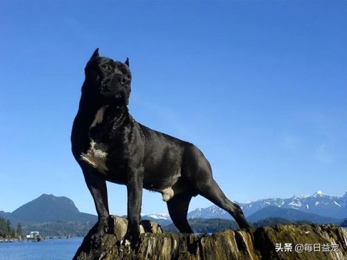 世界十大禁犬排行榜(中国十大禁养犬分别是)插图4 世界十大禁犬排行榜(中国十大禁养犬分别是)插图4