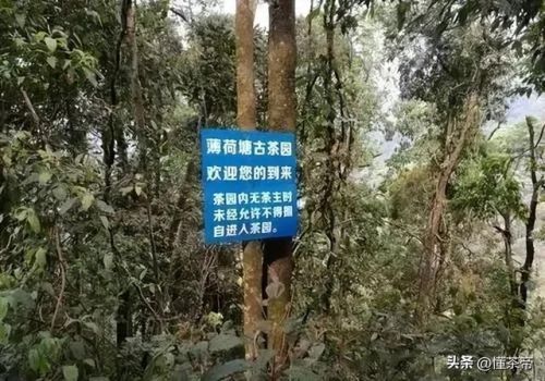 最贵的普洱茶叶排行榜(最贵的普洱茶多少钱一饼)插图3