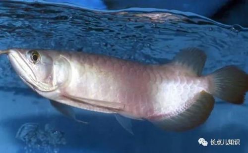 十大观赏鱼价格排行榜(世界十大最贵的鱼排名)插图1 十大观赏鱼价格排行榜(世界十大最贵的鱼排名)插图1