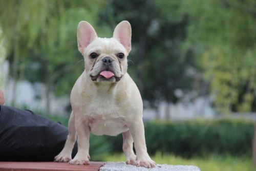 斗牛犬狗粮排行榜(法斗狗粮排名前十品牌)插图