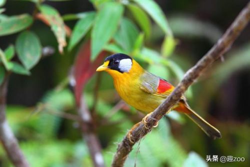 十大粘人鸟排行榜(排名前10最粘人的动物)插图8 十大粘人鸟排行榜(排名前10最粘人的动物)插图8