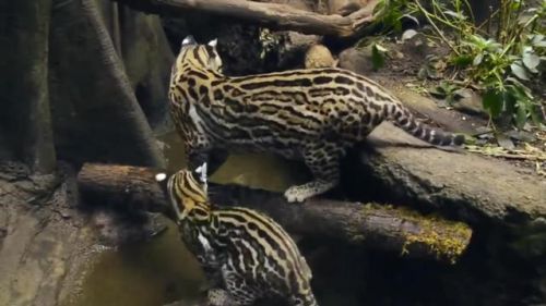 最强的猫科动物排行榜(所有猫科动物实力排名)插图21