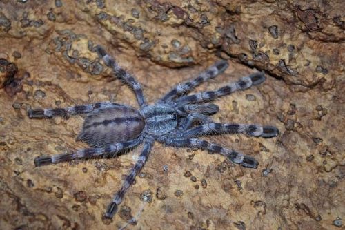 十大毒蜘蛛排行榜(中国十大最毒的蜘蛛)插图