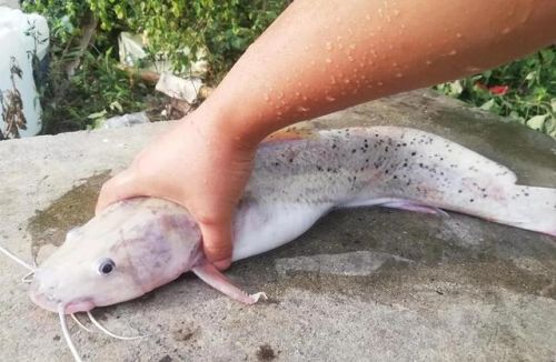 中国最好吃的鱼排行榜(十大营养价值最高的鱼)插图2