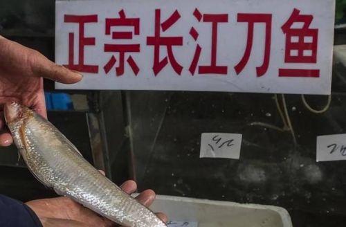 中国最好吃的鱼排行榜(十大营养价值最高的鱼)插图4